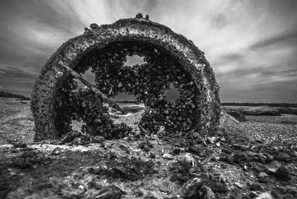 mollusques-damned-page