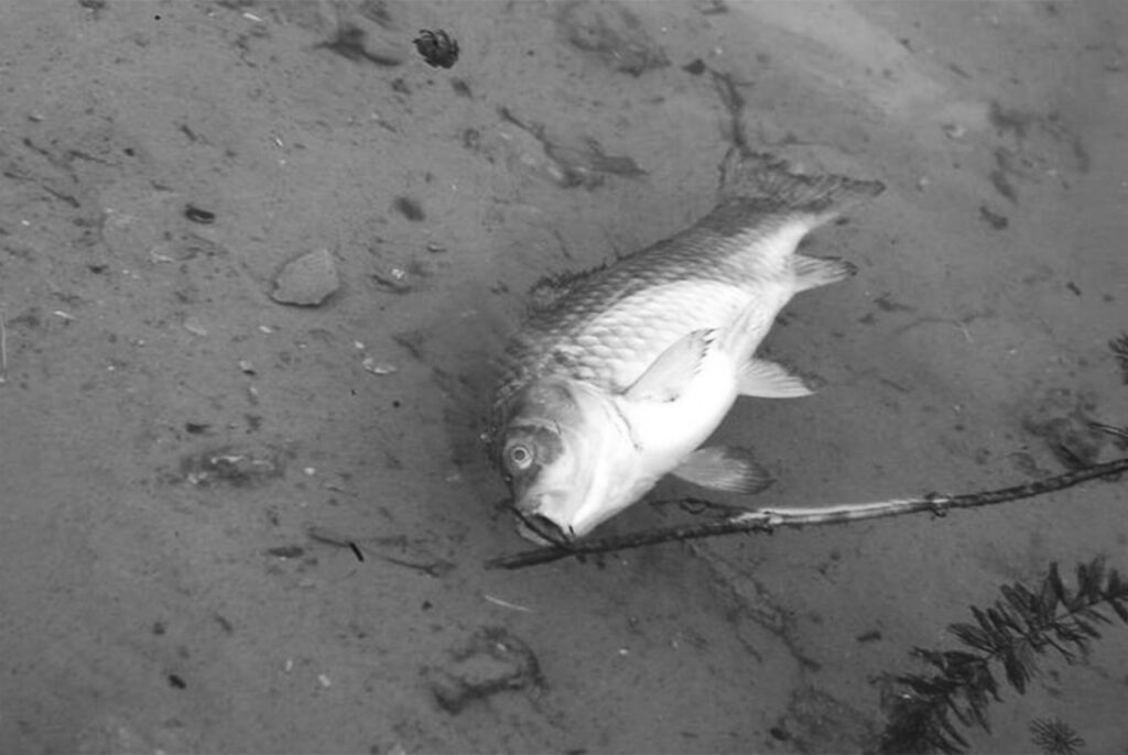 poissons-damned-page